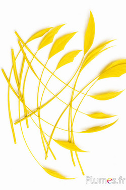 Oca freccia - 10-15 cm - giallo